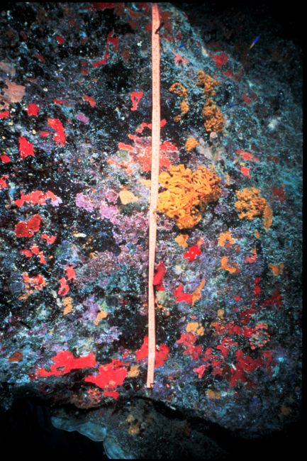 Demosponges and coralline algae on a permanent photo plot
