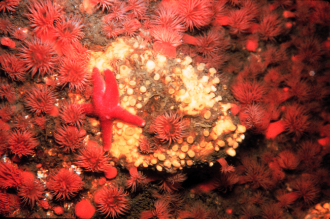 Starfish and anemones in a cold water rocky community