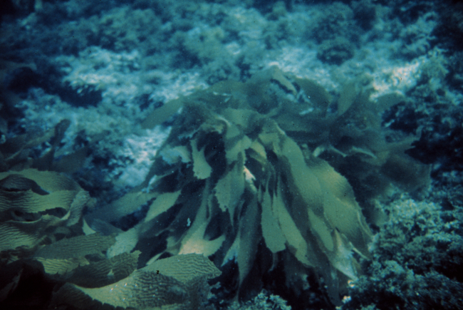 Macroalgae come in many shapes and sizes, from microscopic to tens of meters