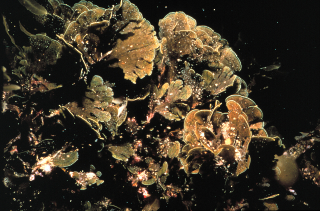 Brown algae on a temperate Carolina reef can survive a wide temperature range