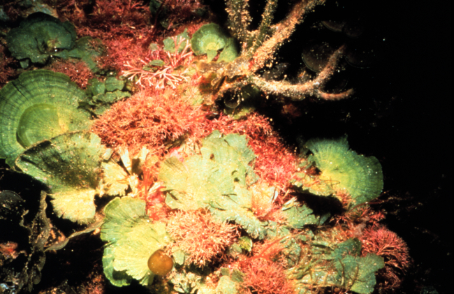 Green, red and brown algae vary seasonally and differ in role as fish food