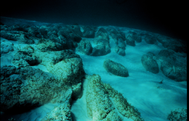 Stromatolites are club-shaped structures formed by a slow buildup of microbialmats trapping ooid sands