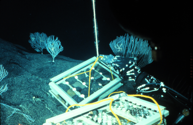 Sub taking samples on a deep sea basalt bed off Hawaii
