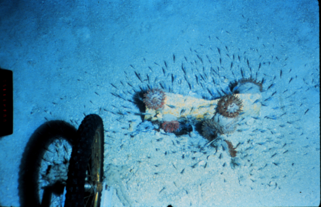 Any kind of structure on the deep sea floor attracts local mobile species