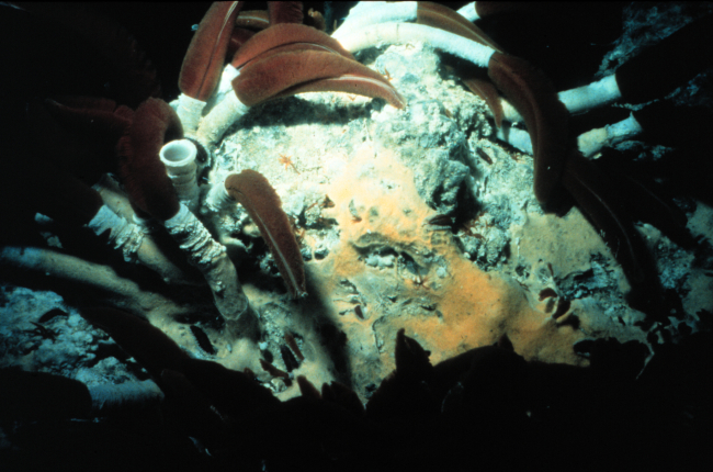 Tube worms at a Pacific hydrothermal vent are related to hydrocarbon seep worms