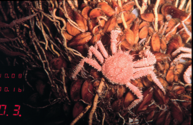 Mussels, worms and a spider crab at a hydrocarbon seep community