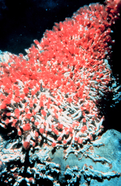 Tube worms feeding at base of a black smoker chimney hydrothermal vent