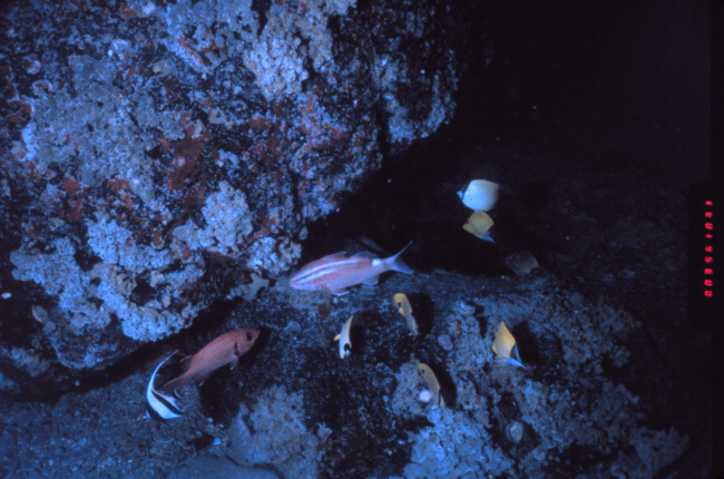 Reef fish, including rosy snappers, occupy a deep limestone reef