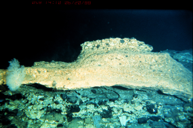Sea cucumber is colored to look like its rocky habitat