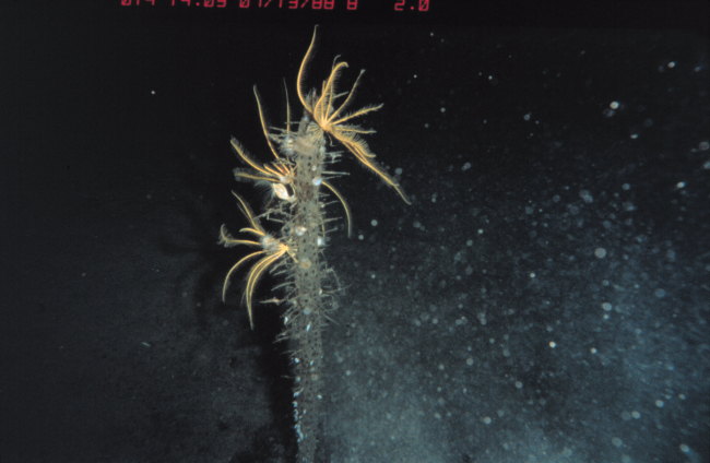Crinoids and gooseneck barnacles on a dead sponge, over 5000 ft