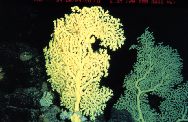 Gold coral on pillow lava in over 1000 ft