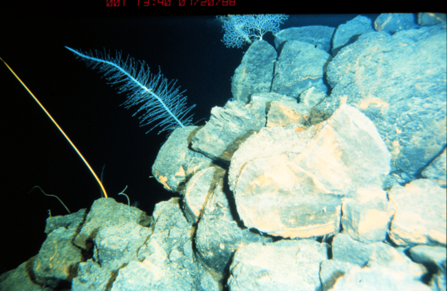 Glass sponge between red crinoid stalk and gorgonian on pillow lava off Hawaii