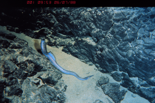 Duckbill eel in a sand channel between basalt flows at 780 m depth