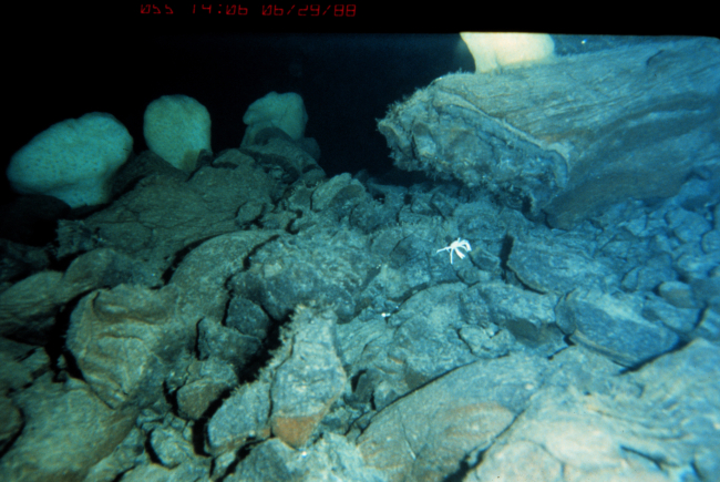Sponges and crab on a basalt talus slope