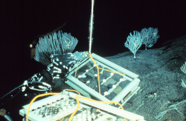 Trays containing rock slabs deployed on ferro-manganese crust at Cross Seamount