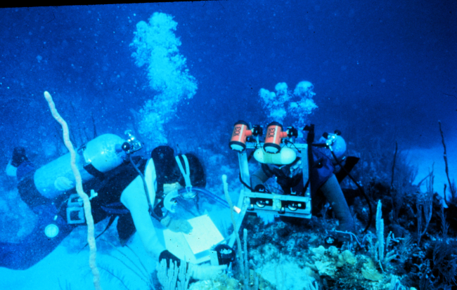 Stereo photography allows diver scientists to measure the size of corals