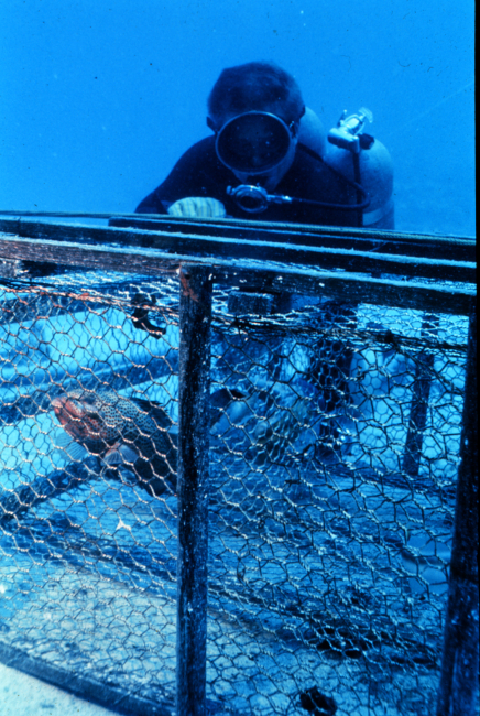 Diver checks the performance of a fish trap used to collect reef fish