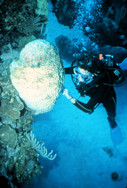 Some sponges have symbiotic algae and can bleach like corals