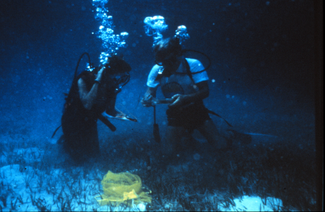 Divers studying conch biology in the Bahamas
