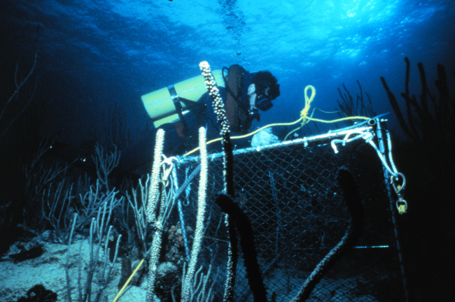Diver relocates a fish trap used for transplant experiments