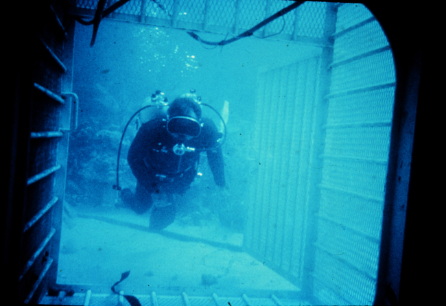 Diver prepares to enter a shark cage