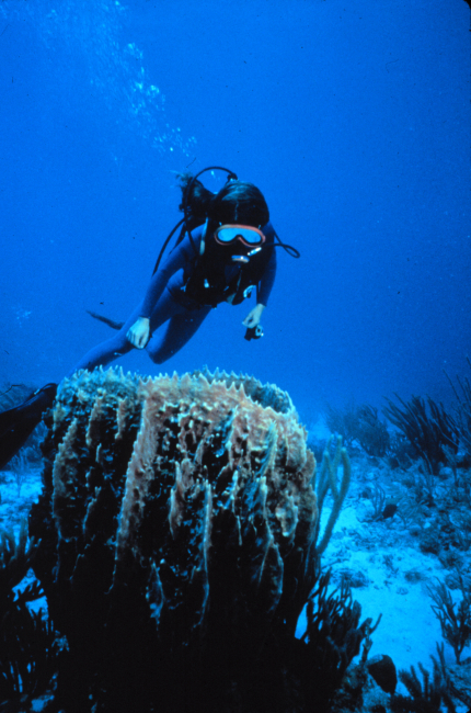 Diver with a full face mask and underwater radio observes large vase sponge