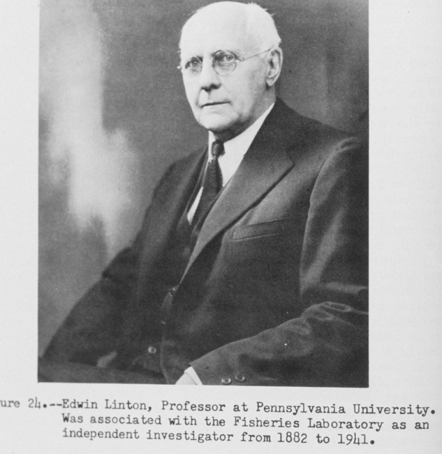 Edwin Linton, Professor at Pennsylvania University