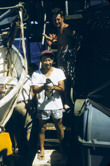Fisheries scientist Bell Shimada holding what appears to be a penguin