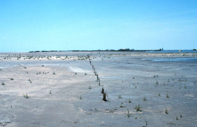 A test planting of smooth cordgrass on the East Timbalier marsh platform