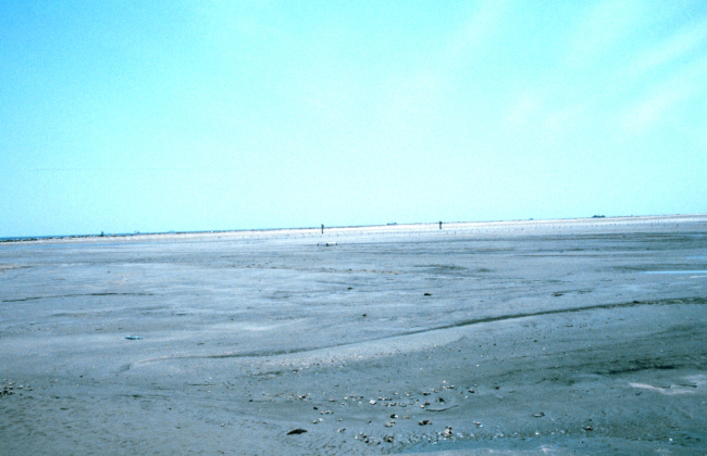 A view of a wide expanse of newly created marsh platform