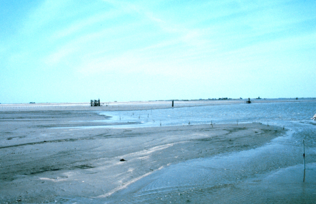 The newly created marsh platform on the east end, or Bayside, of the EastTimbalier Island