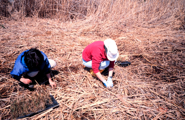 NOAA volunteers plant smooth cordgrass, Spartina alterniflora
