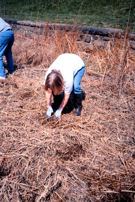 Volunteers plant the Spartina alterniflora seedlings in the dried salt marsh