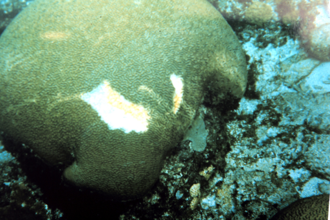 A brain coral scarred by the ship grounding