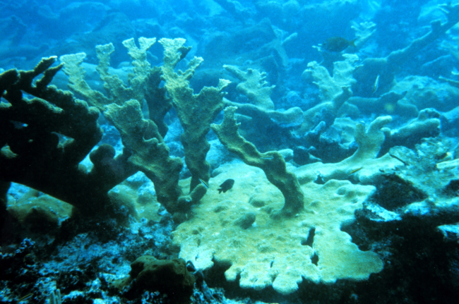 A healthy stand of Elkhorn coral, Acropora palmatta, typically found at thereef prior to the Fortuna Reefer grounding