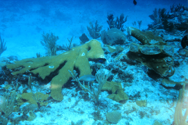 A severed branch of Elkhorn coral at the grounding site