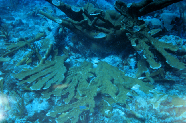 Severed branches from an Elkhorn coral stand at Mona Island