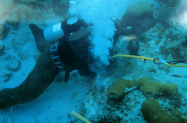 A diver uses a pneumatic drill to create a hole in the reef framework to secureloose coral fragments