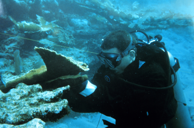A diver prepares to reattach an Elkhorn coral fragment
