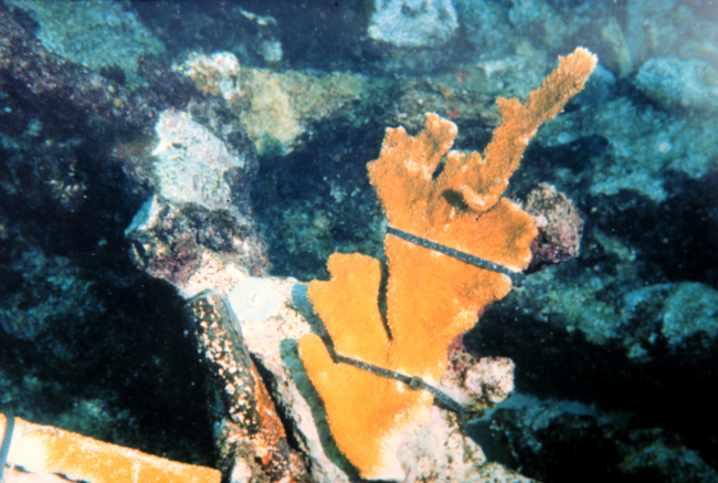 A coral fragment reattached using experimental plastic ties