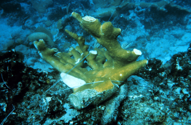 A hand shaped fragment of Elkhorn coral, Acropora palmatta,  is wired tightly tothe reef