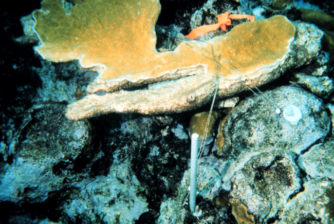 A cross-wired coral fragment within the monitoring area