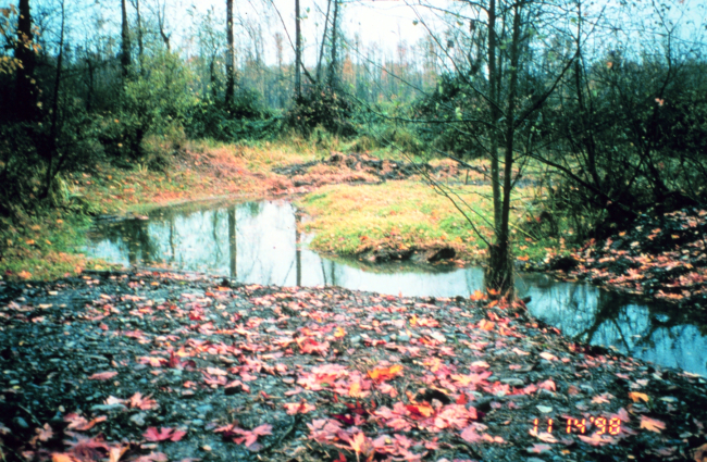 A portion of restored habitat is seen in the middle of the pond-like area andto the rear of the image
