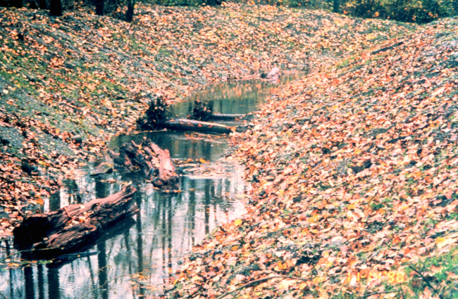 A close-up image of restored channel with woody debris in-stream