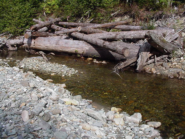 A channel beginning after a log jam was created in the stream