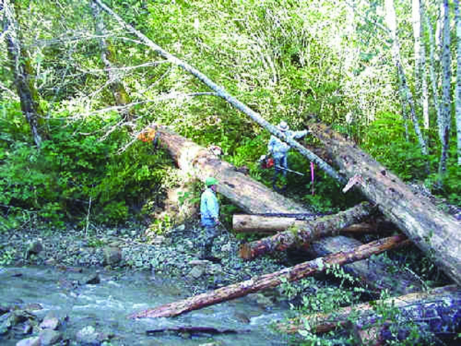 Skagit Fisheries Enhancement Group members secure logs
