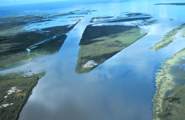 An aerial view of the created wetlands showing two newly established deltalobes