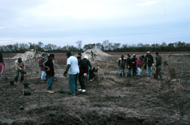 Volunteers plant native hardwood trees along the bank to help stabilize theriparian habitat