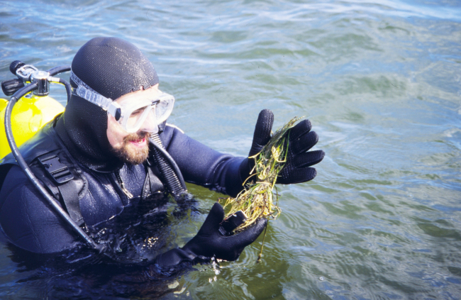 A diver collects eelgrass for transplanting