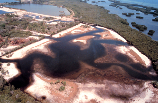 This image at Cockroach Bay shows the area to be planted in the upper left handof the image